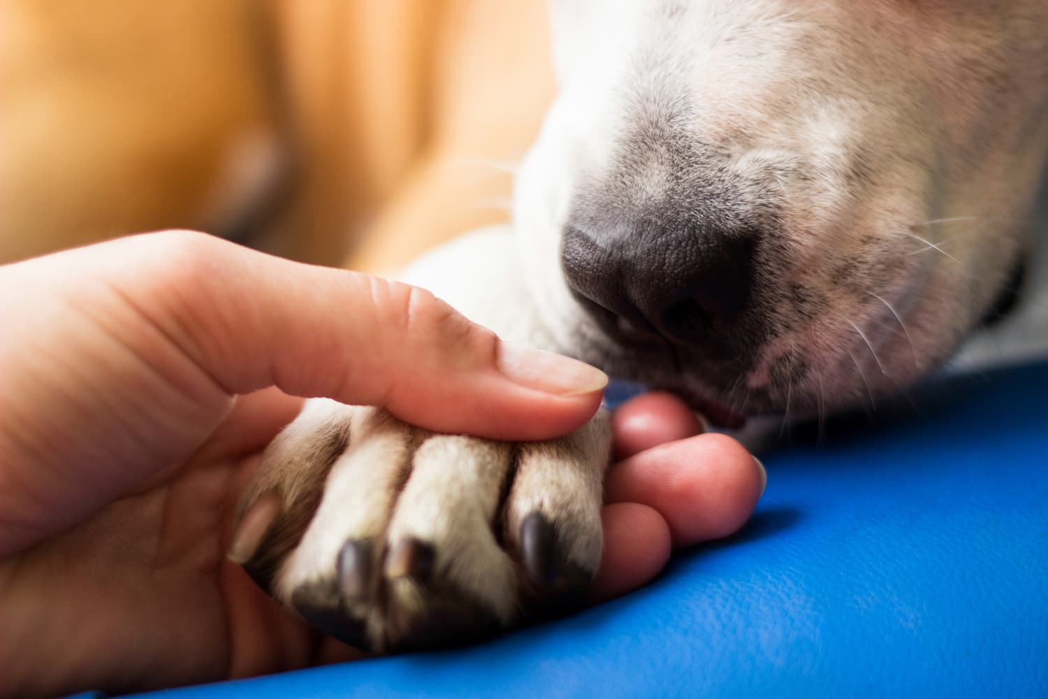Close-up of a person gently holding a dog's paw while the dog's nose is visible, both resting on a blue surface—a tender moment often seen during end-of-life care.