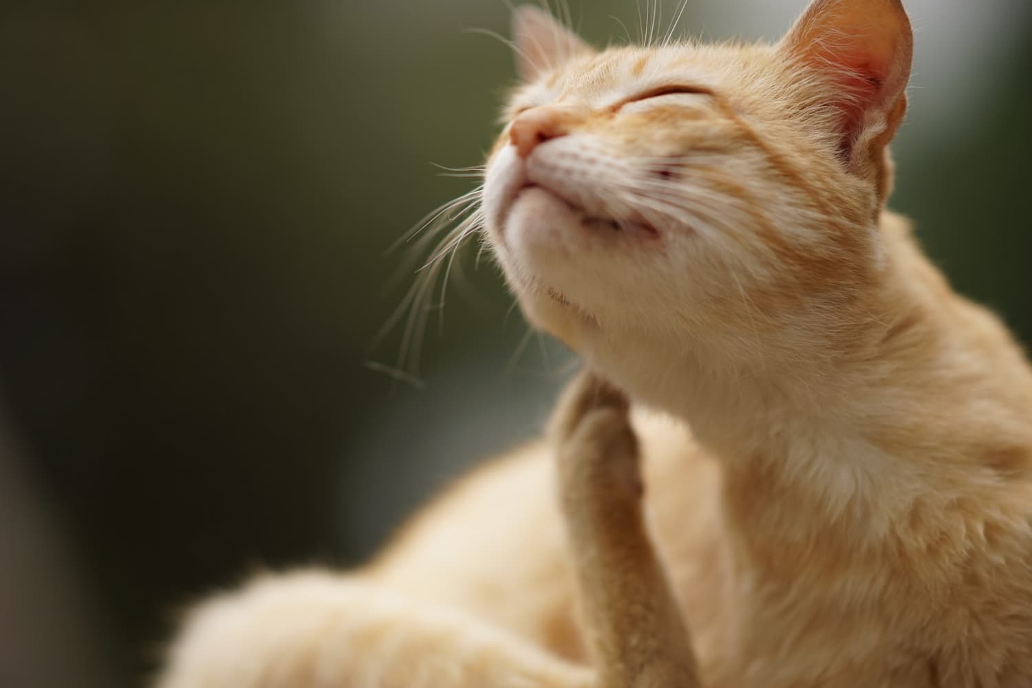 Close-up of an orange cat with closed eyes, using its hind leg to scratch its chin.