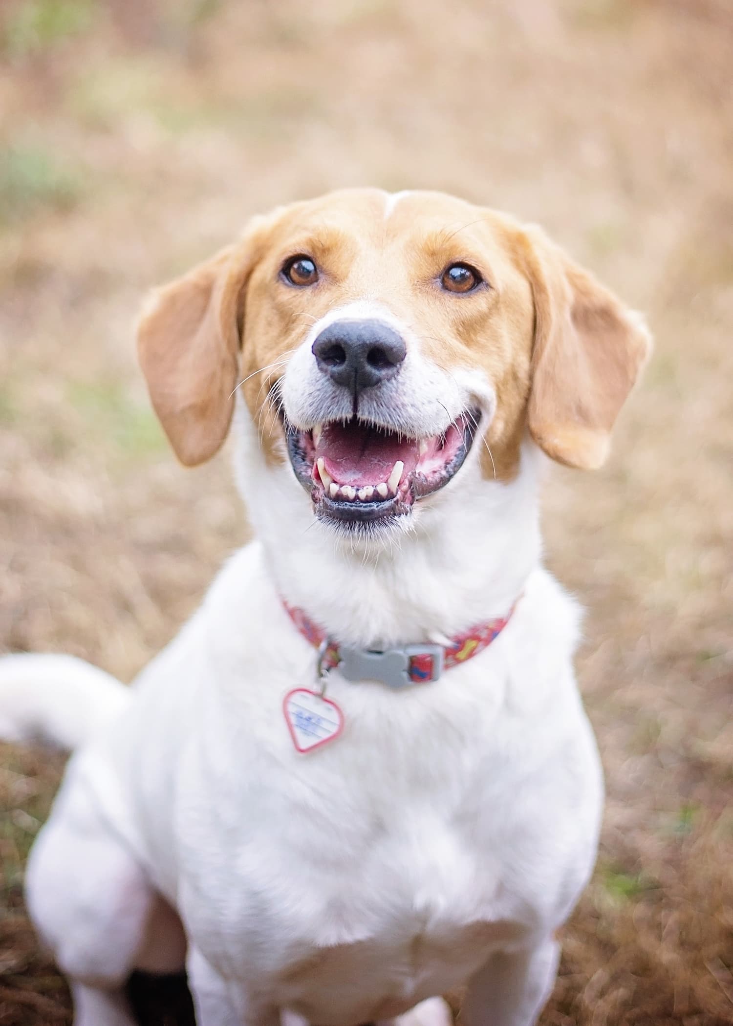 A medium-sized dog with a white coat and brown face sits outdoors on grass, wearing a collar with tags, looking up and smiling.