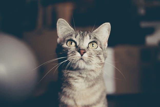 A gray tabby cat with green eyes sits indoors, looking slightly upward with alert expression. The background is out of focus.