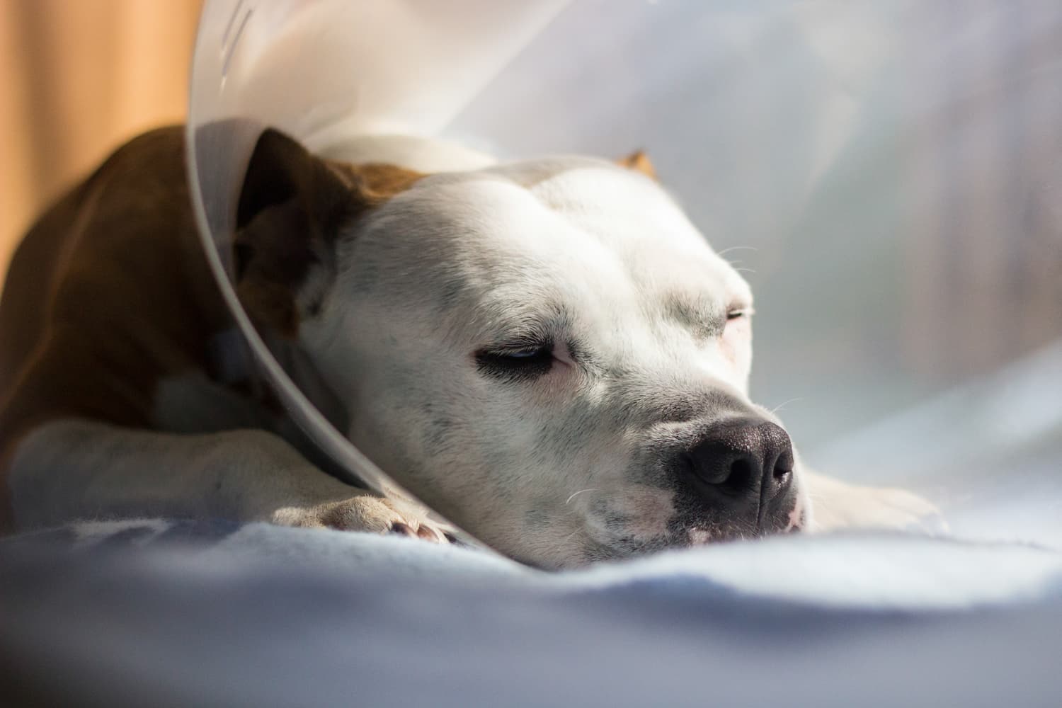 A dog with a white face and brown ears is lying down and wearing a clear plastic cone around its neck, resting with its eyes closed.