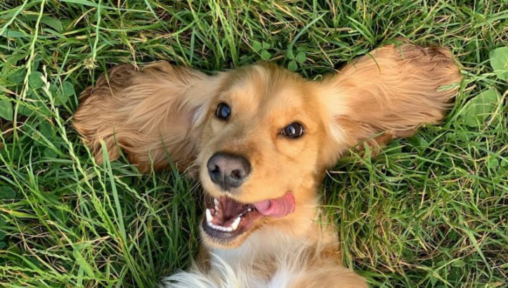 A golden-brown dog lies on green grass with its ears spread out, mouth open, and tongue slightly sticking out.