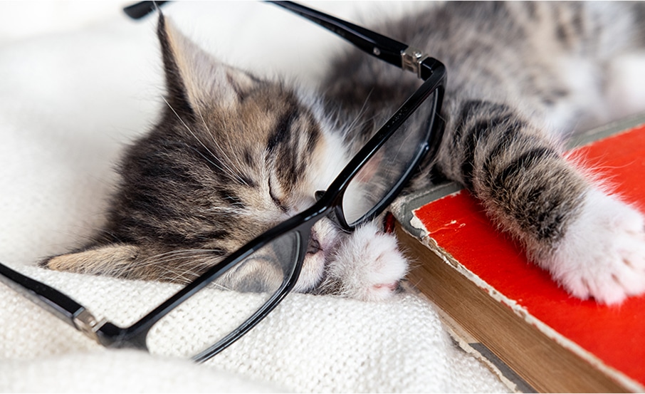A tabby kitten sleeps with a pair of black glasses resting on its face, next to a red-covered book.