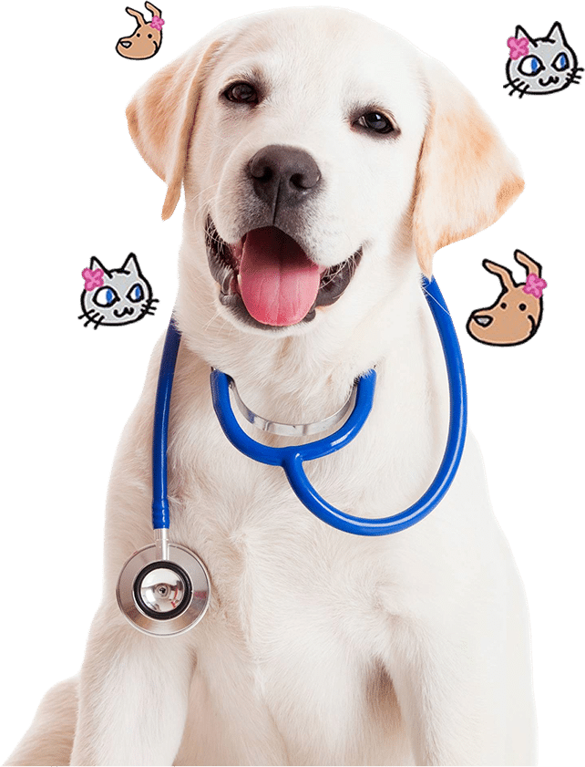 A Labrador puppy with a blue stethoscope around its neck, surrounded by cartoon cat and dog illustrations.